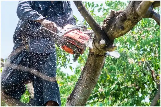 tree services Narberth